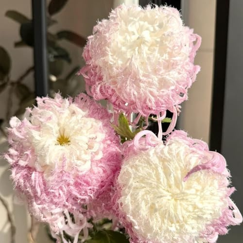 chrysanthemen - deko wohnzimmer bodendecker winterhart mehrjährig balkon 500samen
