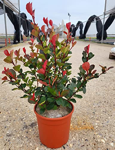 POWERS TO FLOWERS - PHOTINIA LITTLE RED ROBIN, FOTINIA NANA, 8 PIANTE, PIANTA PER SIEPE, VASO 17CM DIAMETRO, ALTEZZA MINIMA 50CM, piante vere
