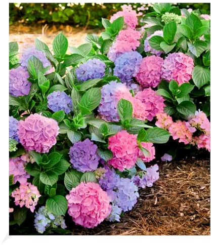 BALDUR Garten Winterharte Freiland-Hortensie L.A. Dreamin®,1 Pflanze, blüht blau, rosa und dazwischen, multicolor-effekt, für Beet und Kübel, winterhart, mehrjährig