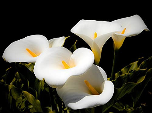 Fiori ornamentali,Adattabile,Fiori comunemente usati nei matrimoni,Apprezzato dai consumatori,Lampadine di giglio di Calla Erba perenne,Bulbi di calla bianca-8 Bulbi