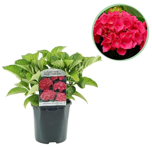 Hortensia - Hydrangea macrophylla Roja - Flor Roja - 1 Planta - Caduca - Bajo mantenimiento - 30cm - Ø18cm - Planta de jardín