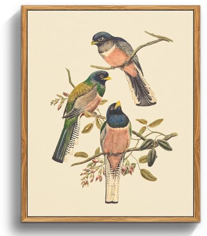 MHARTK66 Cuadros Decoracion Dormitorios con Marco Madera, 30x40 cmVintage Pájaro Lienzos Decorativos Pared Salon, Cuadros Pequeños Decoracion Pared Trogon Marrón Ilustración, Wall Art Comedor Baño