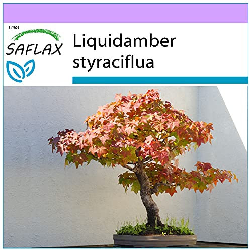SAFLAX - Árbol del ámbar - 100 semillas - Liquidamber styraciflua