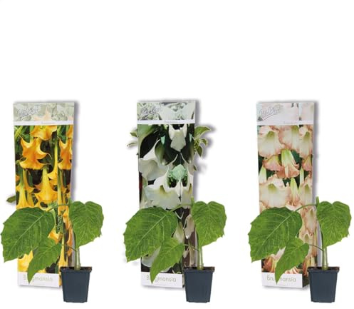 3x Mezcla de Brugmansia – Trompeta de ángel – Planta de tina – Hoja perenne – ⌀9 cm - 25-30 cm