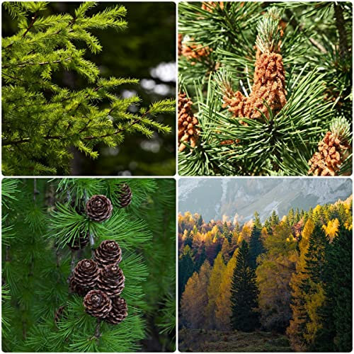 mammutbaum pflanze winterhart samen sequoiadendron giganteum - Sequoia sempervirens - mix bonsai topf balkon hochbeet samen seed plant luftreinigende zimmerpflanzen 300 Stück