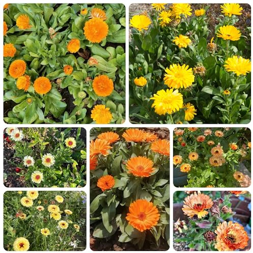 semi di calendula biologici - resistenti esterno 550pcs