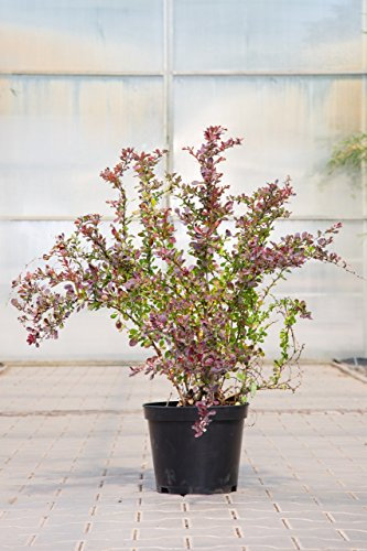 Rote Heckenberberitze Atropurpurea 40-60 cm Strauch für Sonne-Halbschatten Zierstrauch rotes Laub Gartenpflanze winterhart 1 Pflanze im Topf