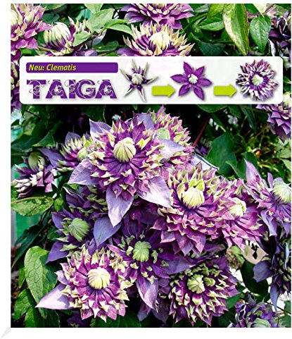 BALDUR Garten Gefüllte Clematis Taiga® 1 Pflanze, Waldrebe winterhart Klematis mehrjährige blühende Kletterpflanzen, pflegeleicht, Wasserbedarf gering, blühend, Clematis Hybride