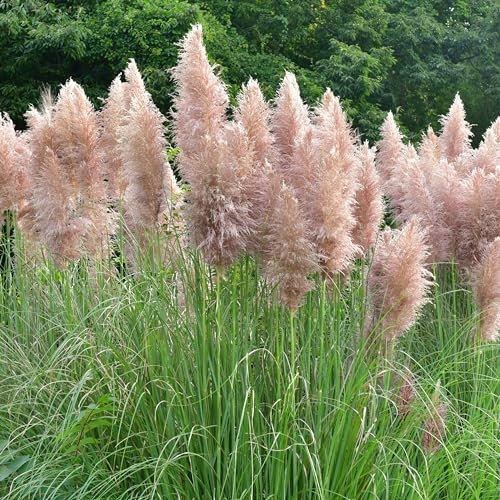 Pampasgras (rosa, 3er-Set) - Cortaderia selloana 'Rosea'- Höhe ca. 25 cm, Topf-Ø 17 cm