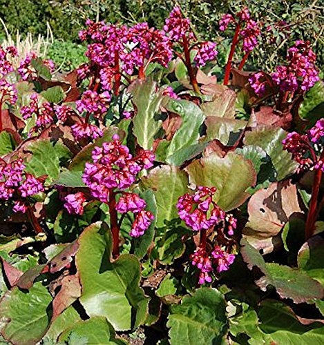 Bergenie Eroica - Bergenia cordifolia