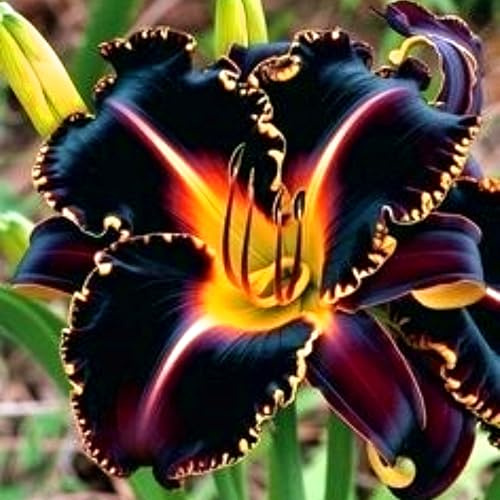 Hemerocallis resistente y adaptable, perfecto para balcones y patios-8Bulbos-C