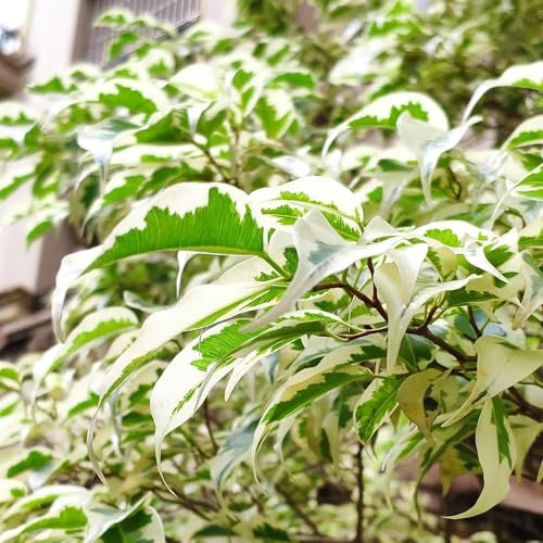 10 pcs birkenfeige samen - Ficus benjamina - kübelpflanzen, gartengeschenke birkenfeige zimmerpflanze pflanzen balkon, blumengarten samen, pflanzensamen bodendecker winterhart mehrjährig,