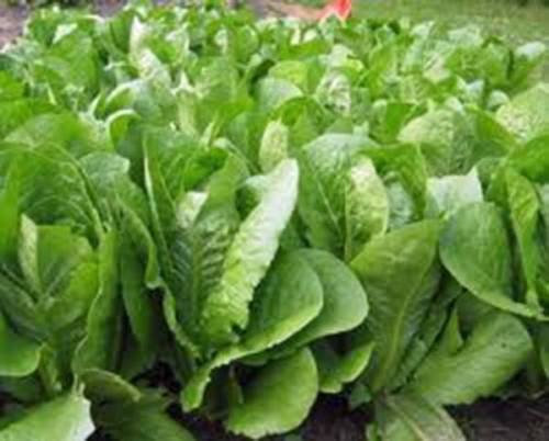 Lattuga romana seme, Isola di Parigi, Heirloom, organico, non OGM, 500 SEMI