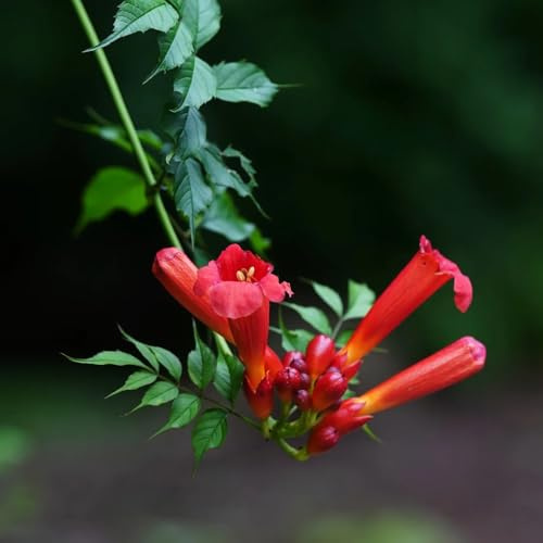 semillas de enredadera de trompeta, trepadora resistente, variedades tradicionales orgánicas jardín balcón perenne 150pcs
