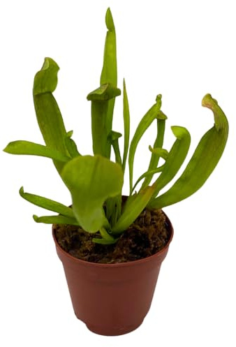 BubbleBlooms Sweet Pitcher Plant, Carnivorous Plant, Sarracenia rubra Walter pitcherplant