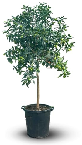 Attitude Jardin - Kumquat - fortunella margarita - agrume méditerranéen - arbre fruitier - 170-190 cm - ⌀ 30 cm