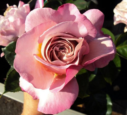 Edelrose Blue Girl Sautari ® Containerrosen im großen 7,5 Liter Topf