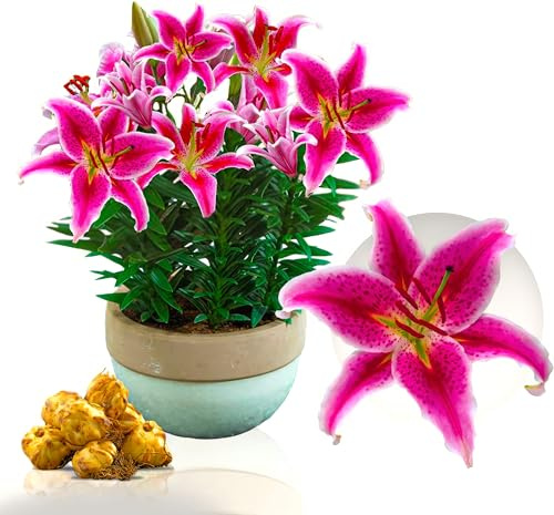 Lilien Zwiebeln Winterhart Mehrjährig - Brasilia Orientalische Garten - Sehr Exklusiv -Blumenzwiebeln aus Holland - Pflanzen für Garten und Topf - Zwiebelgröße Ø 14-16cm (Violett)