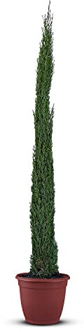Tropictrees Italienische Zypresse Winterhart, Cupressus Sempervirens Totem 170 cm Höhe, Schlanke Immergrüne Koniferen-Zypressen, Strauch Bäume für Garten und Einfahrt