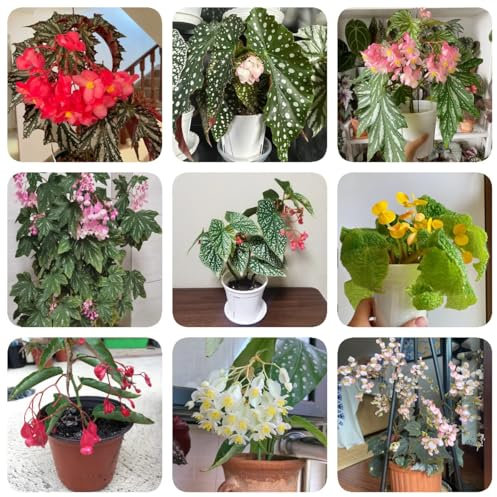 100 pcs Begonien Samen, Begonia grandis, alte sorten saatgut, geschenk gartenliebhaber pflanzen samen indoor, exotische pflanzen winterhart luftreinigende zimmerpflanzen, pflanzen