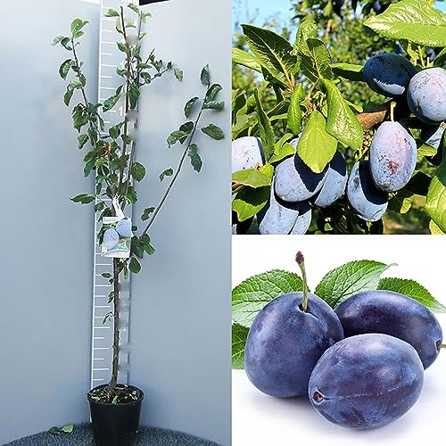SAVINI VIVAI Ciruelo, Plantas frutales de la suerte, Árbol en maceta, 22-24 cm 2-3 años, Altura 130-150 cm