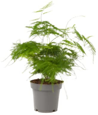 Verdecora Esparraguera | Planta verde natural de interior | Gran resistencia y fácil cuidado (Maceta Ø12cm)