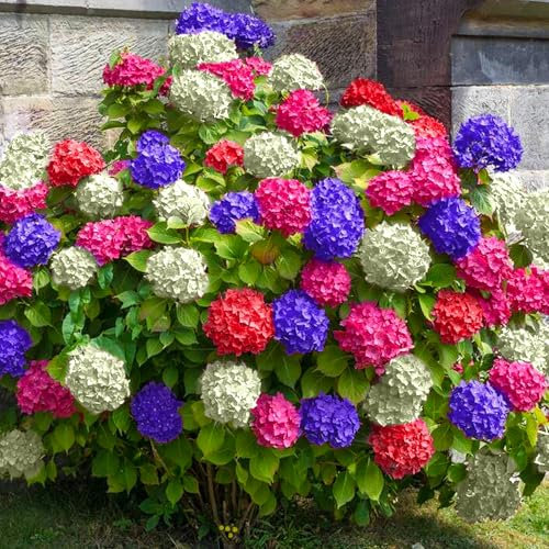 Hortensie Tricolor - Farbenfrohe Rispenhortensie für Garten & Terrasse - Schneeball Pflanze Winterhart - Hortensien Blau Weiß Rosa Blüten - Garten Blumen im Pflanztopf