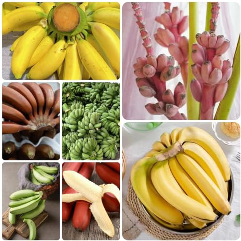 semillas de plátano de plátano Cultivo verdes, interior plátanos amantes la jardinería setos, arbustos, decoración sala estar Semillas 225semillas