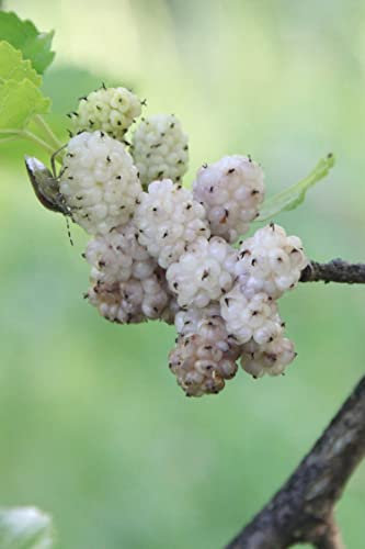 Albero di Gelso pianta di gelso frutto Bianco Età 2 anni già innestato pianta in vaso di gelsi pianta vera di gelsi venduta da eGarden.store