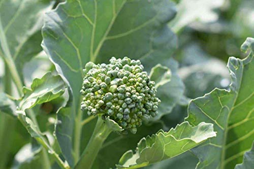 1/2 OZ, Broccoli Raab Seeds, Early Spring Rapini, Rabe, Non-GMO - MichaelBazak_Store USA Vegetables Flower Variety Bulk Seeds (300 Seeds - 1 OZ)