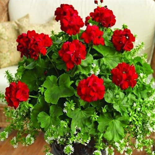 kiskick 100 Stück Pelargonium-Samen, Geranien-Blumengarten, Balkon, Bonsai-Topfpflanze, Dekor-Samen zum Anpflanzen von Gemüse und Obst Rot Geraniensamen