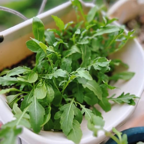 Semillas de rúcula, raras Eruca Vesicaria, de jardín semillas para camas elevadas 350pcs