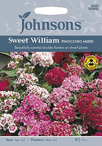Johnsons 16922 Flower Seeds, Sweet William Pinocchio Mixed