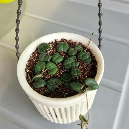 leuchterblume pflanze kaufen samen balkon pflanzen, exotische samen ceropegia woodii zimmerbonsai bonsai samen, succulent plants gartenpflanzen lianen dekoration dschungel 200pcs