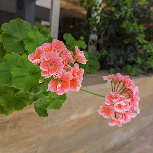 Winterharte Geranien Samen Hängend, Hängegeranien, Blumensamen, (Pelargonium Hortorum) Winterharte Stauden Samen Blumenwiese - 50 Pelargonien Saatgut (Rosa)