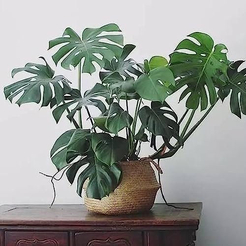 lamphle 10 Pz/Borsa Semi di Monstera Pieno di Vitalità Verde Split Leaf Semi di Piante Fiore Albero da Frutto Semi di Ortaggi Semi di Monstera