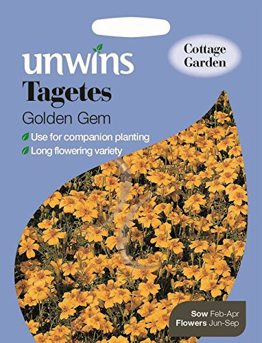 Unwins Pictorial Packet - Tagetes Golden Gem - 450 Seeds