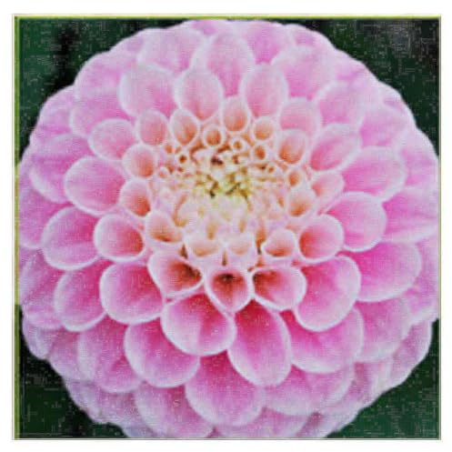 Pink Oz Dahlia - 5 Gallon Size Bare Root Tuber - Stunning Pink Blooms for Spring Planting 2025 - Ideal for Gardens and Floral Displays