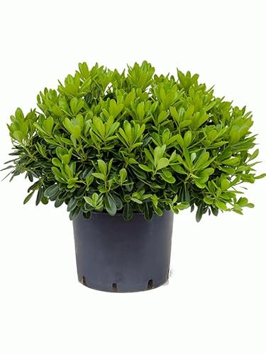 Arbusto Ornamental de Pittosporum Natural Planta Elegante para el Jardín