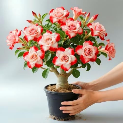 Los bulbos de rosa del desierto son pequeños y exquisitos, y alegrarán tu hogar.-1Bulbos-Z