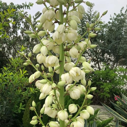 Semi di yucca palma giglio resistente da giardino, luoghi soleggiati palma di yucca decorazione da giardino per esterni semi 35pcs