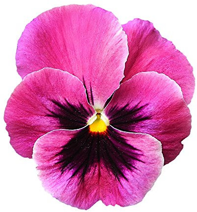 Riesen Stiefmütterchen rosa 'Schweizer Riesen' 30 Samen, Stiefmütterchen rosa mit Auge (Viola Cardinal Pink)