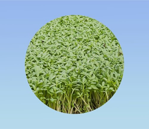 10 grammes graines de cresson commun alienois - facile a cultiver - salade - idéal débutant -