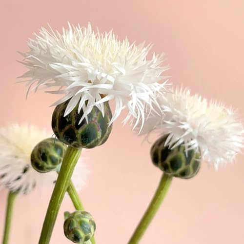 Semillas de aciano, Centaurea cyanus, semillas orgánicas Variedades antiguas 50pcs