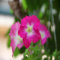 Semi di petunia gigante nuova rosa 100 pezzi