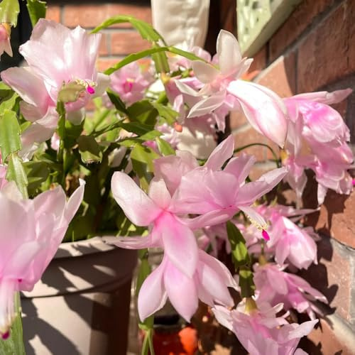 Semi di Natale di campo, balcone, Natale resistenti, decorazioni 40pcs