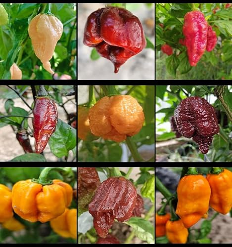 I peperoncini più piccanti del mondo, super piccanti, 9 varietà, 90 semi, confezione (2)