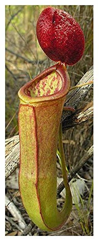 Nepenthes mirabilis - Kannenpflanze - 10 Samen