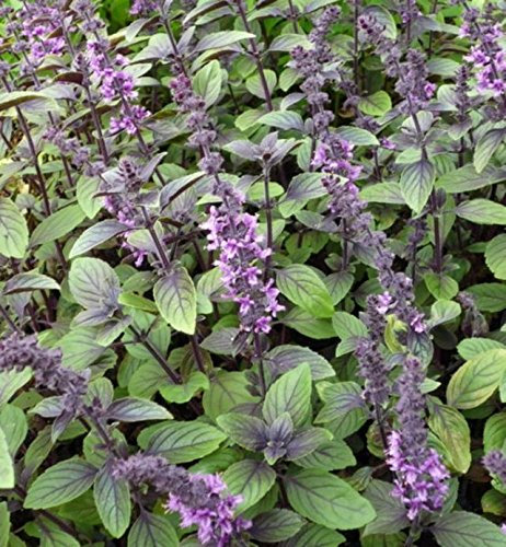 Kitchen herb Heirloom Heritage Basil Basilic 100 Seeds Blue Spice Certified French Organic Grower