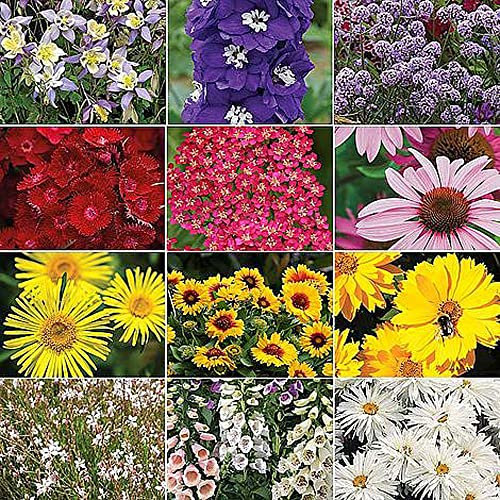 Nurseryman’s Choice Perennial Bedding Mix Garden Flower Beautiful Summer Colours Ideal for Patio Containers Flowerbeds & Cottage Gardens 36x Plugs by Thompson & Morgan (36)